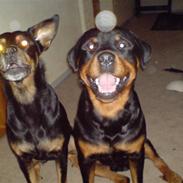 Rottweiler bosso