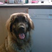 Leonberger Gaia