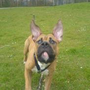 Amerikansk bulldog Targa