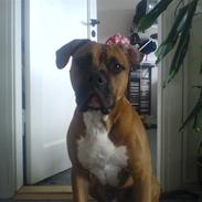 Amerikansk bulldog Targa