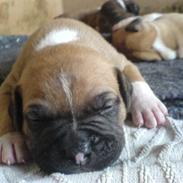 Amerikansk bulldog Targa