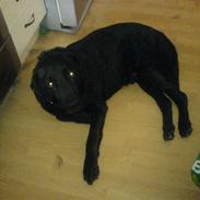 Blanding af racer Guffe R.I.P. <3