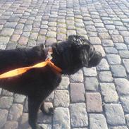 Blanding af racer Guffe R.I.P. <3