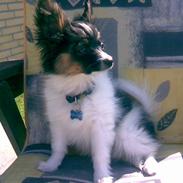 Papillon Oliver