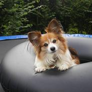 Papillon Oscar (R.I.P)