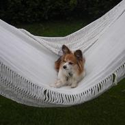 Papillon Oscar (R.I.P)