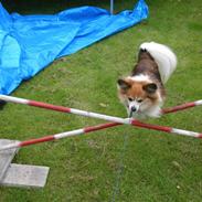Papillon Oscar (R.I.P)