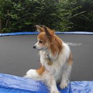 Papillon Oscar (R.I.P)