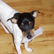 Dansk svensk gaardhund Idefix