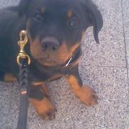 Rottweiler Gucci*