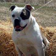 Amerikansk bulldog Bark