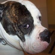 Amerikansk bulldog Bark