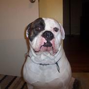 Amerikansk bulldog Bark