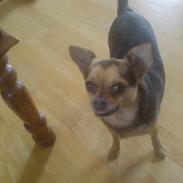 Blanding af racer Amigo