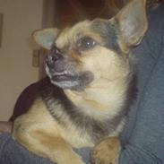 Blanding af racer Amigo