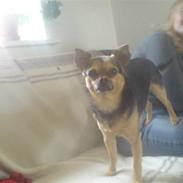 Blanding af racer Amigo