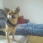 Blanding af racer Amigo