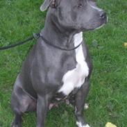 Staffordshire bull terrier Blue Blazer Girl