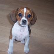 Blanding af racer Bea