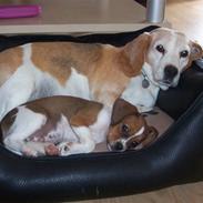 Blanding af racer Bea