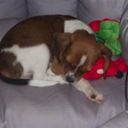 Blanding af racer Bea