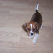 Blanding af racer Bea