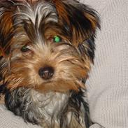 Yorkshire terrier Mia