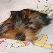 Yorkshire terrier Mia