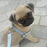 Mops BOB