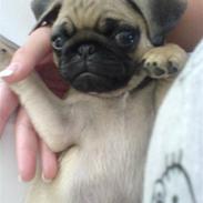 Mops BOB