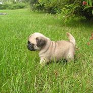 Mops BOB