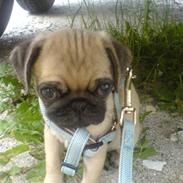 Mops BOB