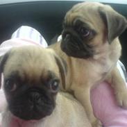Mops BOB
