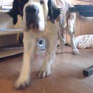 Sankt bernhardshund Ines