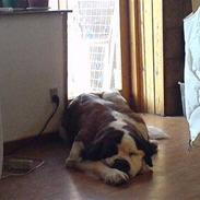 Sankt bernhardshund Ines