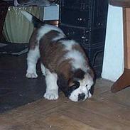 Sankt bernhardshund Ines