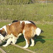 Sankt bernhardshund Ines