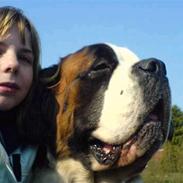 Sankt bernhardshund Ines