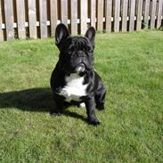 Fransk bulldog Calle