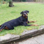 Rottweiler Sally