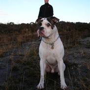 Amerikansk bulldog Bufas