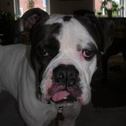 Amerikansk bulldog Bufas
