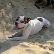 Amerikansk bulldog Bufas