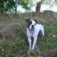Amerikansk bulldog Bufas