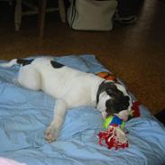 Amerikansk bulldog Bufas