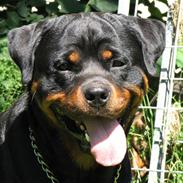 Rottweiler Gonzo