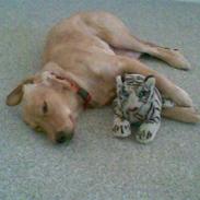 Golden retriever cuba