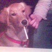 Golden retriever cuba