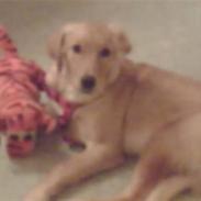 Golden retriever cuba