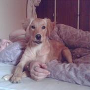 Golden retriever cuba